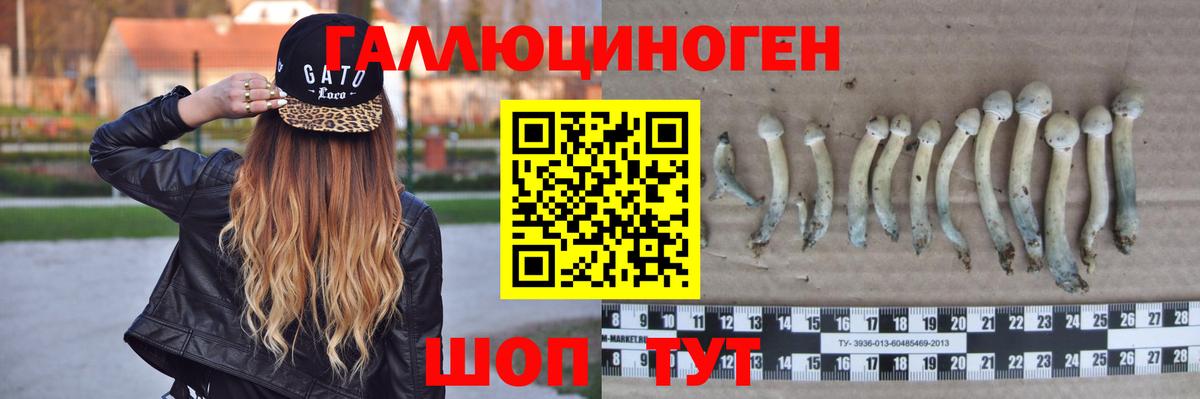 Городец  Галлюциногенные грибы прущие грибы  купить   Вход с VPN  Псилоцибиновые грибы Cubensis 
